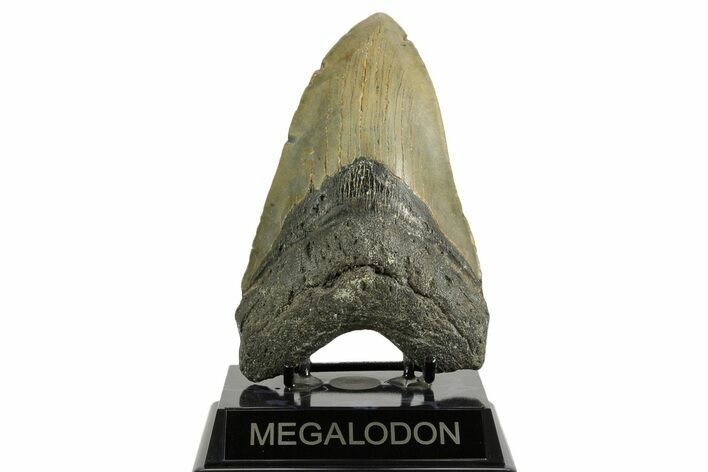 Huge, Fossil Megalodon Tooth - North Carolina #371297
